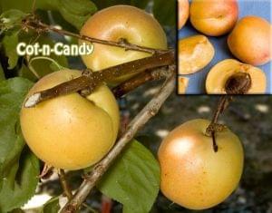 Cot-n-Candy Aprium 